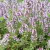Thymus vulgaris - tymián zahradní, 12 rostlin, prumer 9cm, Náhled obrázku produktu 1