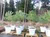 Pinus Pinea Mittelmeerkiefer 250 cm inkl. Pflanzkübel Ø80cm Produktbild-Vorschau 4