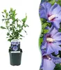 Green boutiQ - Arbustes - Hibiscus syriacus Oiseau Blue - Voir les images du produit 1