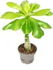 Hawaii-Palme -Brighamia insignis Produktbild-Vorschau 1