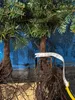 Nordmanntanne I 25-50cm | Abies nordmanniana | 5 Jahre | Produktbild-Vorschau 1