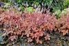 Stauden Gänge 1 x Heucherella Hybride 'Brass Lantern' im 1 Produktbild-Vorschau 5