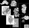 Drachen-Malbuch für Erwachsene Produktbild-Vorschau 3