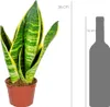 Bloomique - Lot de 2 - Sansevieria 'Superba' lot de 2 - Voir les images du produit 2