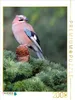 CALVENDO Puzzle Eichelhäher 2000 Teile Puzzle hoch | 2000 Produktbild-Vorschau 2