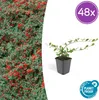 Cotoneaster dammeri 'Major' sterk 48 planten 25cm Ø9cm Productafbeelding-voorbeeld 6