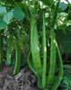 Fazole mečovitá (Canavalia ensiformis)  – 5 semen Náhled obrázku produktu 2