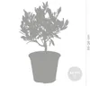 Bloomique - 2er Set - Olea Europaea - Olivenbaum Echt - Produktbild-Vorschau 3