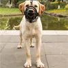 PETSTORY Hundemaulkorb XS, Gummi, Komfort & Sicherheit Produktbild-Vorschau 10