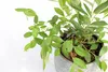 A close-up shot of a potted plant with green leaves against a white background. Produktbild-Vorschau