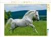 CALVENDO Puzzle Lipizzaner Hengst | 1000 Teile Lege-Größe Produktbild-Vorschau 2