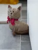 Trendpet Tierische Türstopper, Katze Kira, dekorative Produktbild-Vorschau 5