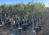 Sunny Tree - Olivo alto 170 centimetri - 15 anni - Olea Anteprima dell’immagine prodotto 4