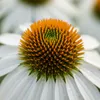 6x Echinacea p. White Swan P9H20 Produktbild-Vorschau 2