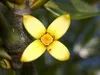 Stelzenmangrove (Rhizophora apiculata) - 1 Samen Produktbild-Vorschau 2