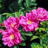 2 x Rosa rossa - Rosa rugosa 'Rubra' | 40-60 cm in Anteprima dell’immagine prodotto 2