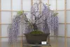 SAFLAX  - Glicine africano  - 15 semi - Bolusanthus Anteprima dell’immagine prodotto 4