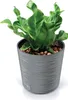 A green plant in a gray pot. Náhled obrázku produktu