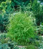 Fargesia rufa, Bambus, immergrün, 80–100 cm Produktbild-Vorschau 13