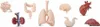 Safari Ltd 689304 Menschliche Organe Produktbild-Vorschau 1