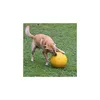 A dog playing with a large yellow ball on a grassy lawn. Produktbild-Vorschau