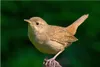 A close-up of a small brown bird perched on a wooden surface against a blurred green background. Produktbild-Vorschau