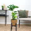 Monstera Deliciosa, Fensterblatt, mit Rattankorb, 70-80 cm, Produktbild-Vorschau 4