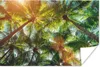 MuchoWow® Poster Blätter - Palme - Sonne 60x40 cm - Produktbild-Vorschau 1