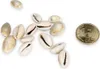Cypraea annulus, 0,5kg, ca. 2cm, ca. 600-700 Stück | Produktbild-Vorschau 4