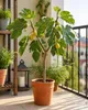 Ficus carica Cuello de Dama Blanca – fíkovník 70–100 cm, Náhled obrázku produktu 1