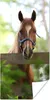 MuchoWow® Poster Pferd - Natur - Zaun 60x120 cm - Produktbild-Vorschau 1