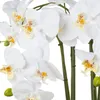 künstliche Orchidee Phalaenopsis H. 41cm weiß in silberner Produktbild-Vorschau 2