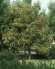 Sorbus aucuparia, Vogelbeere, 150–200 cm, robust und Produktbild-Vorschau 9
