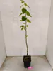 A potted plant with green leaves and a brown stem stands in a black pot against a white background. Náhľad obrázku produktu