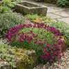 6x Saxifraga (A) Carpet Purple Robe P9H20 Produktbild-Vorschau 5