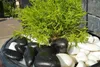 Polierte Schwarze Flusskiesel 2–4 cm, 10 kg – Natürliche Produktbild-Vorschau 3
