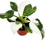 Philodendron White Princess - bielo-zelený strom?ekový Náhľad obrázku produktu 1