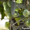 Olivenbaum Flüssigdünger 1L – 2-1-8 NPK – Produktbild-Vorschau 5