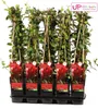 Lonicera Japonica 'Red World' - ↨65Cm - Ø15 Produktbild-Vorschau 3