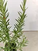 Lot de 4 plants de romarin (Rosmarinus officinalis) – Voir les images du produit 5