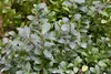 Stauden Gänge 100 x Ilex crenata 'Caroline Upright' - Produktbild-Vorschau 1