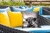 MuchoWow® Outdoor Kissen - Kuh - Schottisches Hochlandrind Produktbild-Vorschau 4
