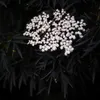 Sureau noir - Set de 2 - Sambucus nigra 'Black Lace' - Voir les images du produit 4
