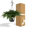 Humata tyermannii Bärenfußfarn Ø 17 cm - Höhe 20 cm - Produktbild-Vorschau 8