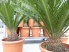 XL Premium Palmfarn 70 - 90 cm Cycas Revoluta Sagopalme Produktbild-Vorschau 4