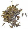 Semena Acer Palmatum - balení 10 ks - Exotická semena - Náhled obrázku produktu 2