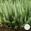 Bloomique - Hippuris Vulgaris - Lidstem - Rośliny do oczek Podgląd zdjęcia produktu 1