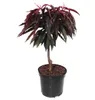 Zwergpfirsich Crimson ® Bonfire (S) rotlaubiger Produktbild-Vorschau 1