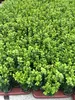4 x Buxus sempervirens 25-30 cm - Drzewo bukszpanowe Podgląd zdjęcia produktu 1