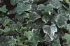 Hedera helix 'Glacier', Efeu, grün-weiß, ca. 9x9 cm Topf Produktbild-Vorschau 5